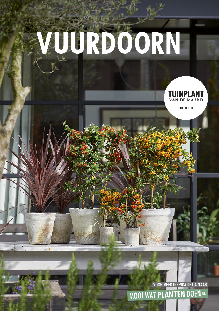 Ernest Shackleton Donau Regenboog Vuurdoorn: Tuinplant van de maand oktober | Bloemenbureau