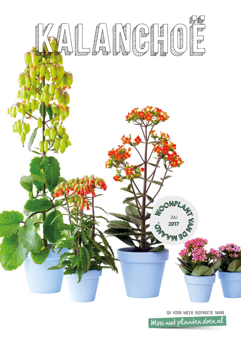 poster kalanchoe woonplant juli 2017