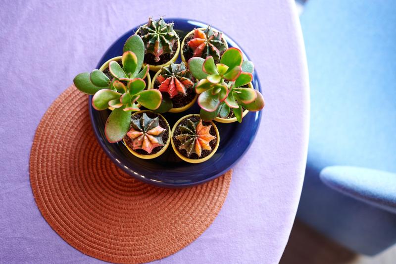 Bloemenbureau Holland Groenbranche Trends 2026 Intruiging Decor