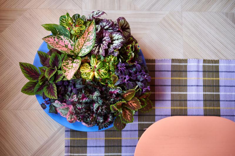 Bloemenbureau Holland Groenbranche Trends 2026 Intruiging Decor