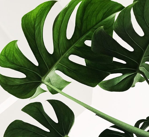 Instagram-account Ma plante, mon bonheur op shortlist