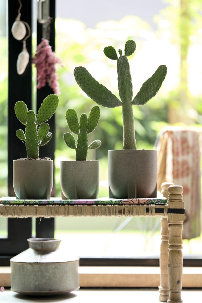 Cacti: the Houseplants of the Month for August 2020