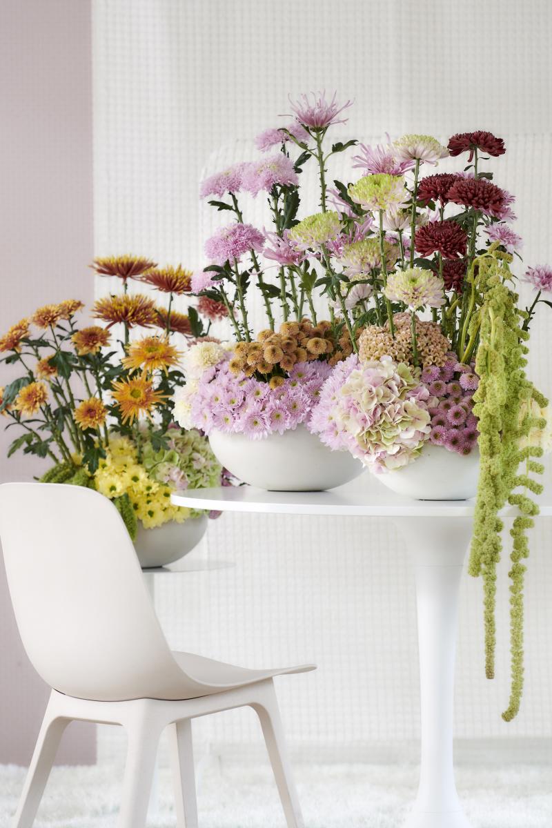 Chrysant staat in oktober op de Bloemenagenda Chrysant staat in oktober op de Bloemenagenda