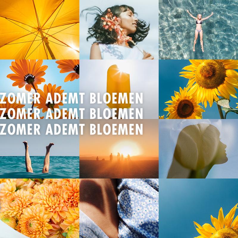 Zomer ademt bloemen 2020 - Mooiwatbloemendoen.nl