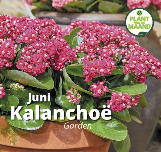 Shopper activatie Kalanchoë garden bij GroenRijk 