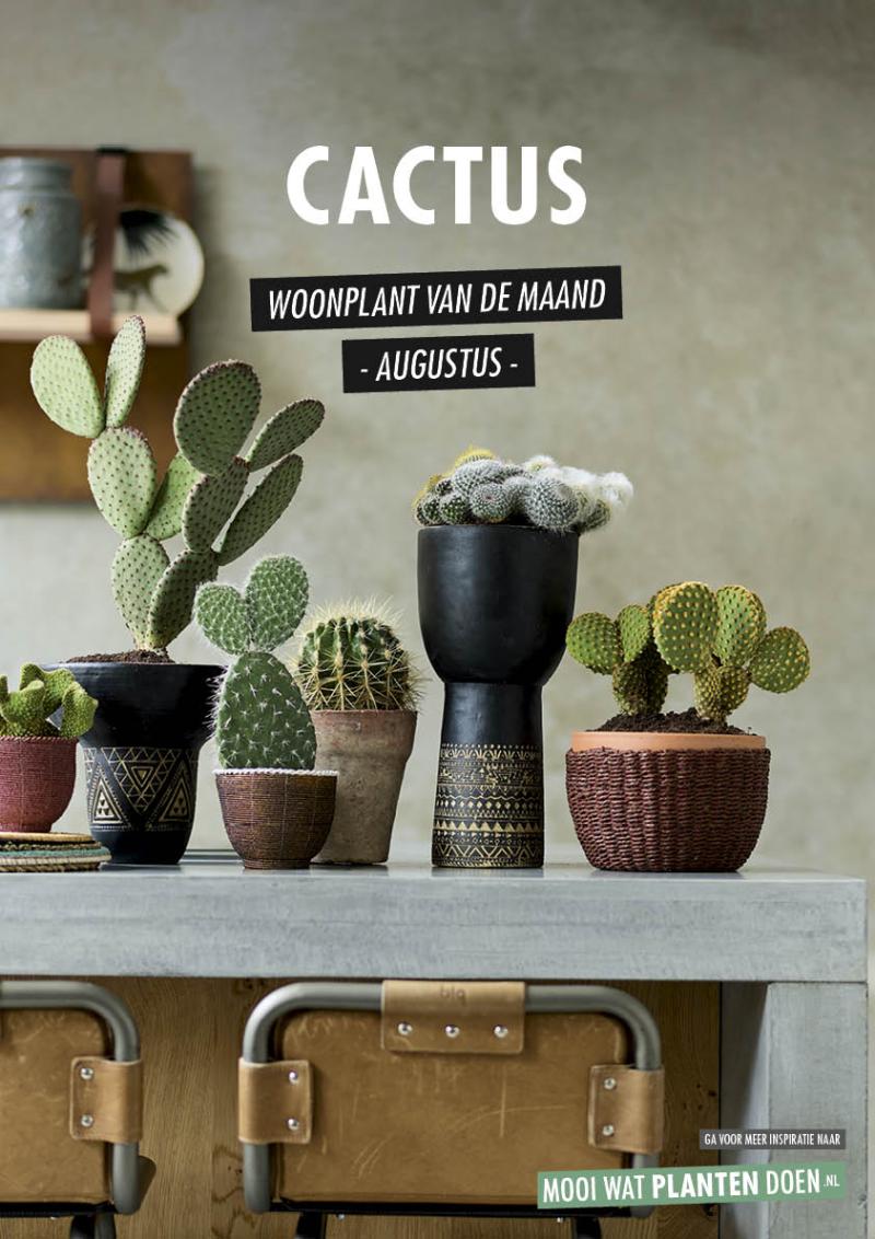 Cactus: Woonplant van de Maand augustus 2020