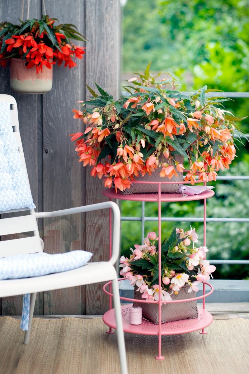 Balkon en Terras onderzoek 2017 Begonia