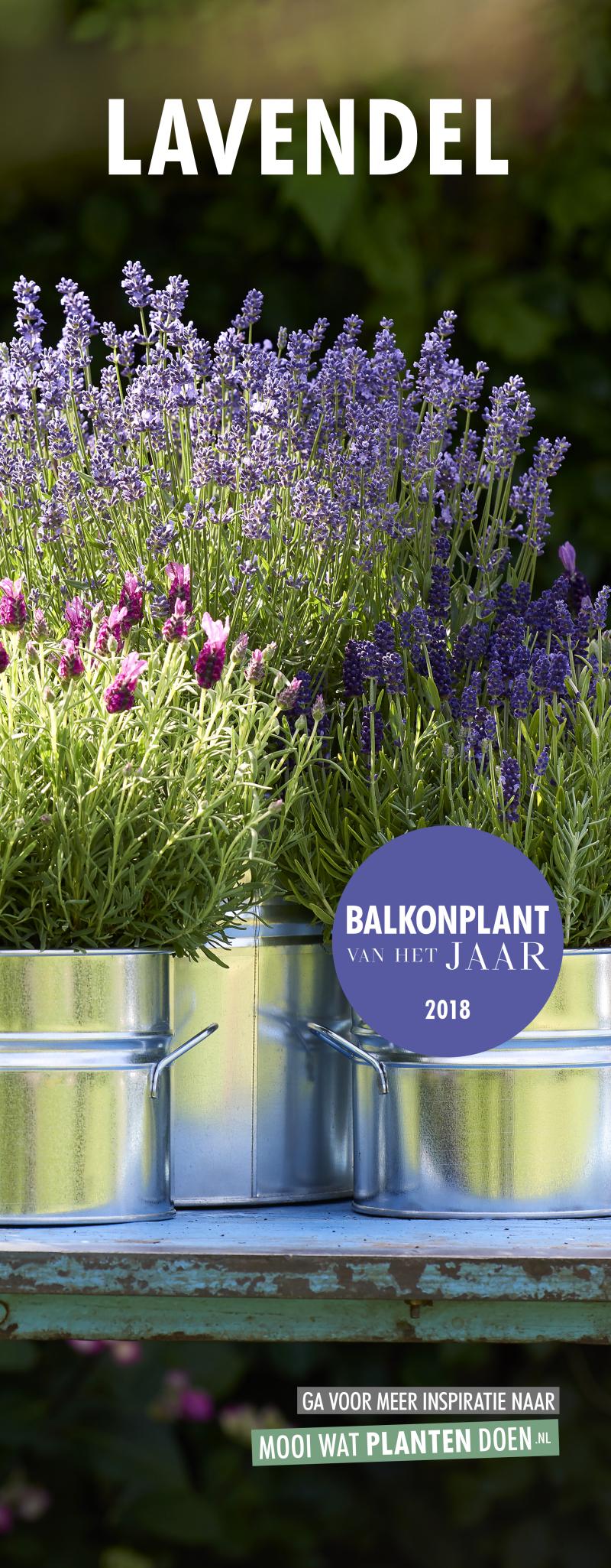 Rolbanier Balkonplant van het Jaar 2018