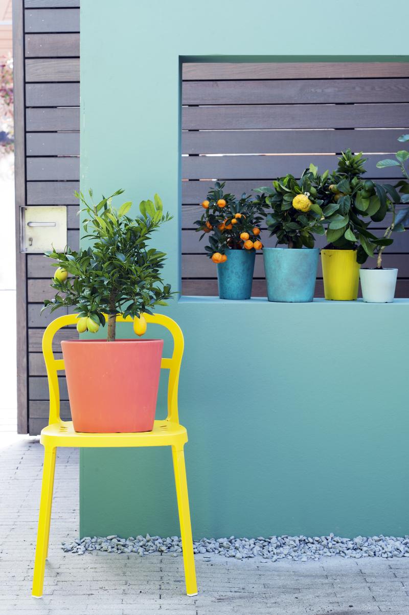 Tuinplant van de Maand maart: Citrusboompjes Tuinplant van de Maand maart: Citrusboompjes