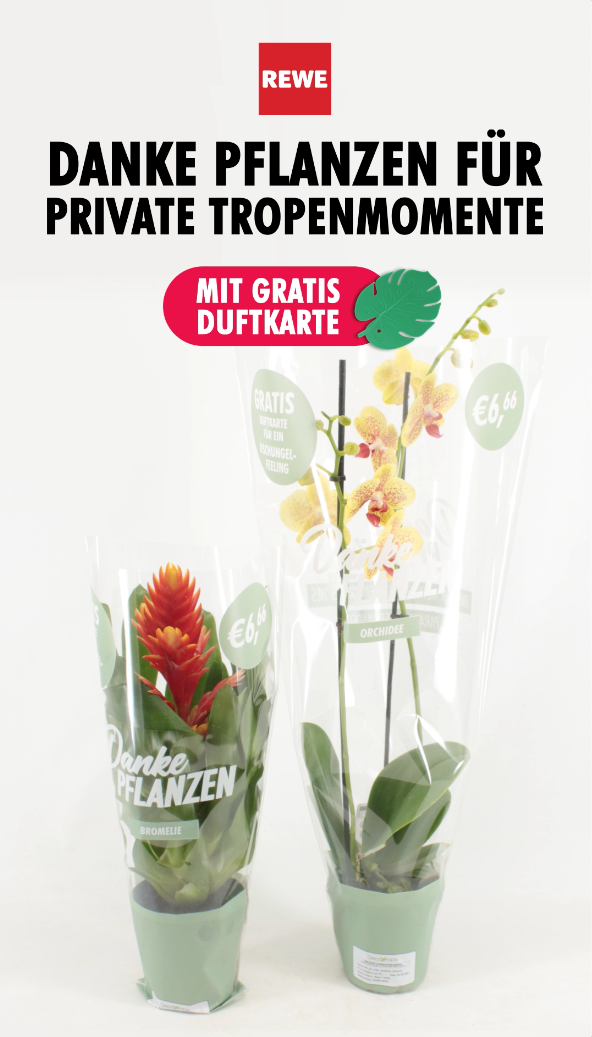 Shopper activatie bromelia en orchidee bij REWE Shopper activatie bromelia en orchidee bij REWE