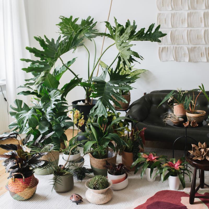 Houseplant Travel