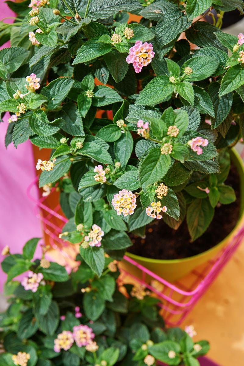 Terrasplant van het Jaar 2017: Lantana Terrasplant van het Jaar 2017: Lantana