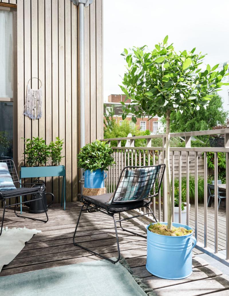 Balkonplant van het jaar 2019: Laurier
