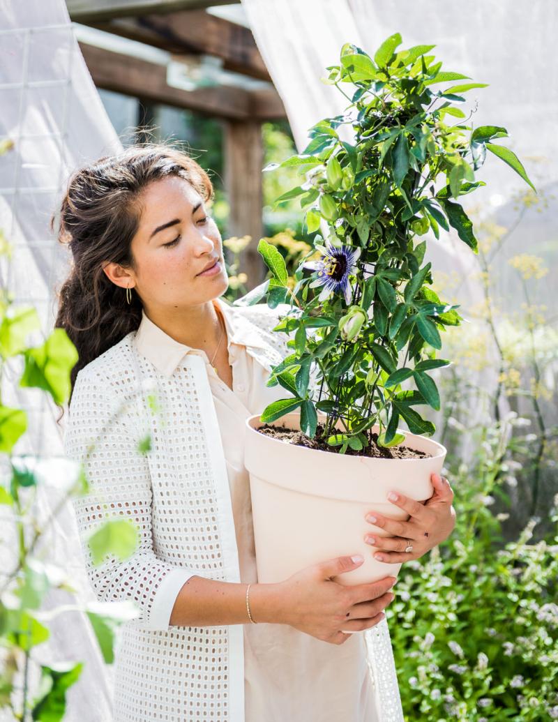 Terrasplant van 2019 passiebloem