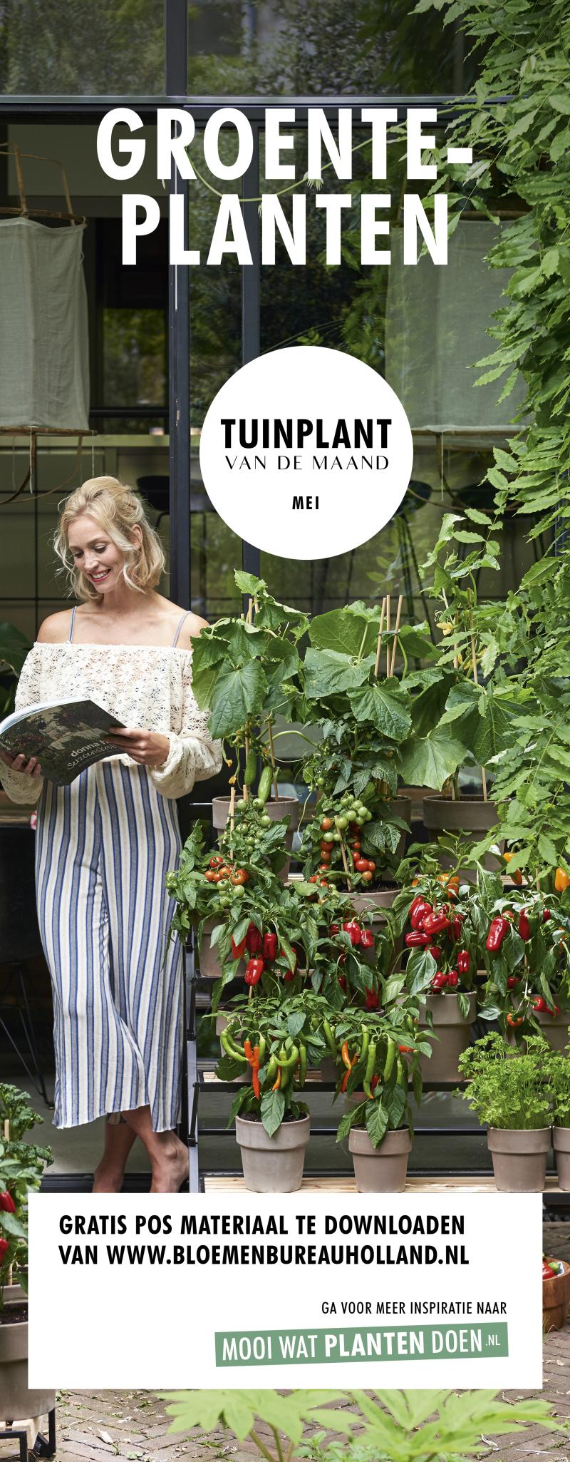 Banner groenteplanten Banner_banier groenteplanten tuinplant van de maand mei