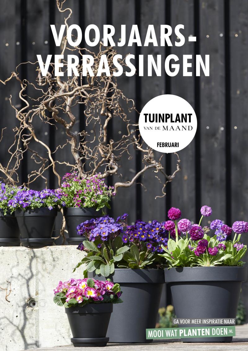 Voorjaarsverrassingen: Tuinplanten van de maand februari