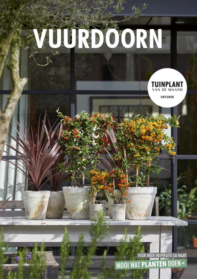 Tuinplant van oktober 2018: de vuurdoorn 