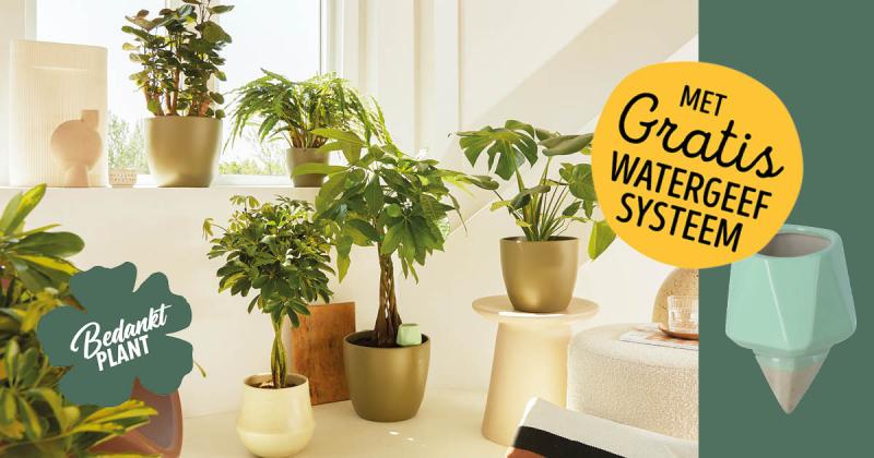 Bedankt Plant shopper activatie bij Jumbo Bedankt Plant shopper activatie bij Jumbo