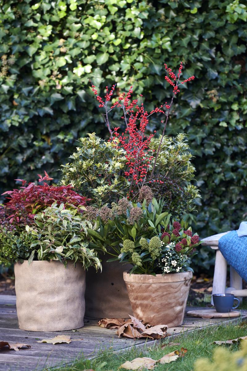 Rode Tuinplanten: Tuinplanten van de maand november 2019 Rode Tuinplanten: Tuinplanten van de maand november 2019