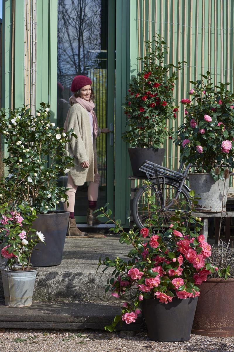 Tuinplant van de Maand januari: Camellia Tuinplant van de Maand januari: Camellia