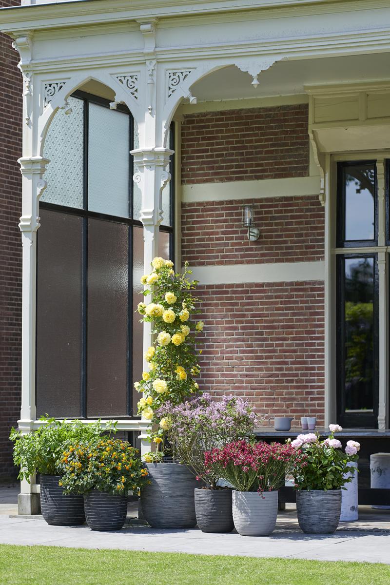 Geurende Blikvangers: tuinplanten van de maand mei 