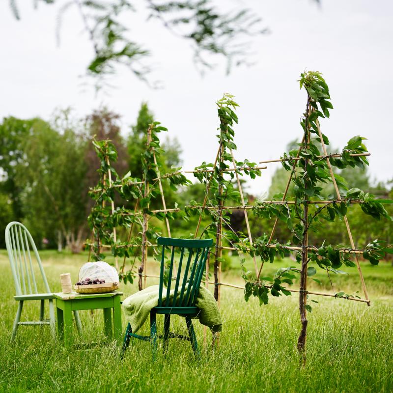 Prunus | De Trend Collectie lente/zomer 2023 Prunus | De Trend Collectie lente/zomer 2023