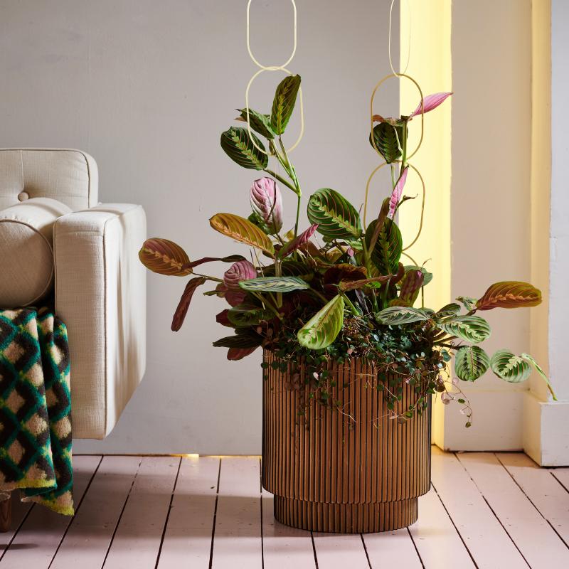 Maranta - De Trend Collectie herfst/winter 2022