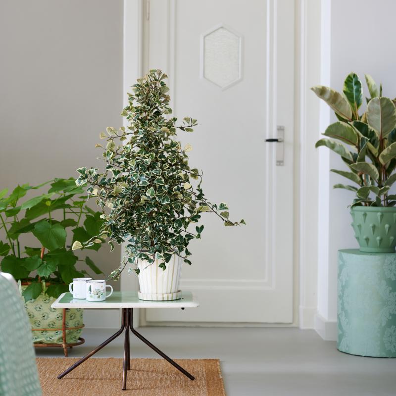 Ficus | De Trend Collectie lente/zomer 2023 Ficus | De Trend Collectie lente/zomer 2023