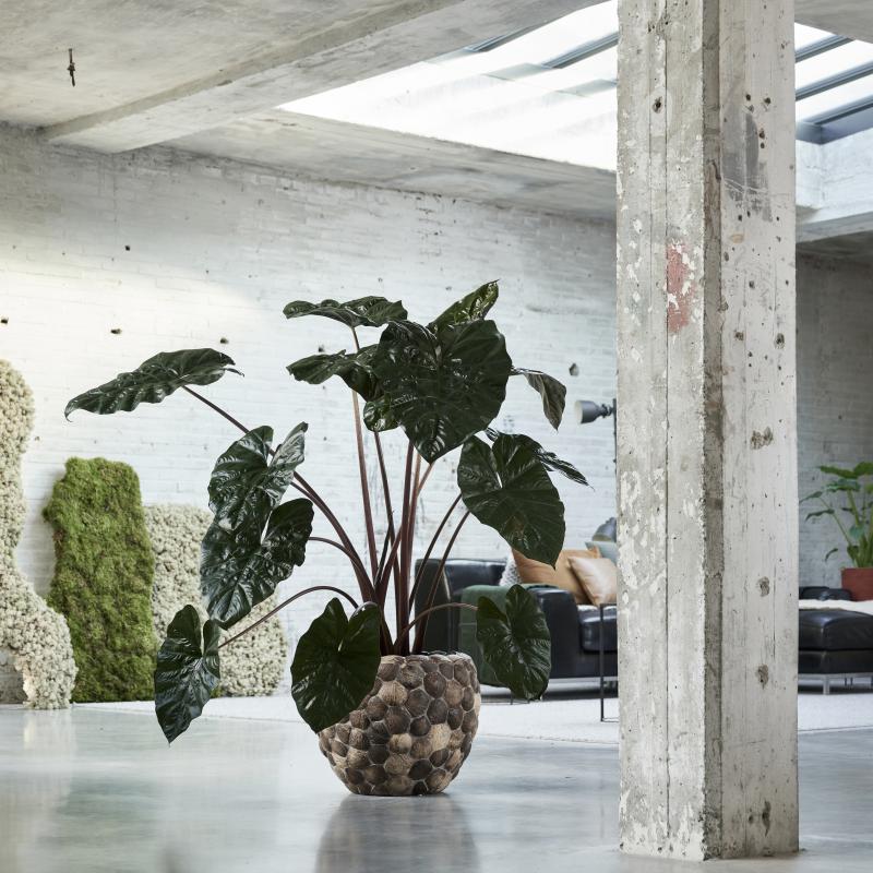 De Trend Collectie herfst/winter 2021 | Kamerplanten De Trend Collectie herfst/winter 2021 | Kamerplanten