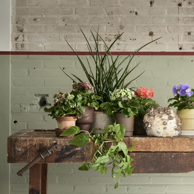 De Trend Collectie herfst/winter 2021 | Kamerplanten De Trend Collectie herfst/winter 2021 | Kamerplanten