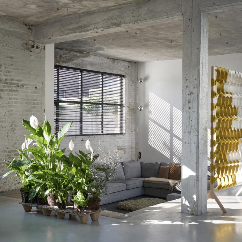 De Trend Collectie herfst/winter 2021 | Kamerplanten De Trend Collectie herfst/winter 2021 | Kamerplanten