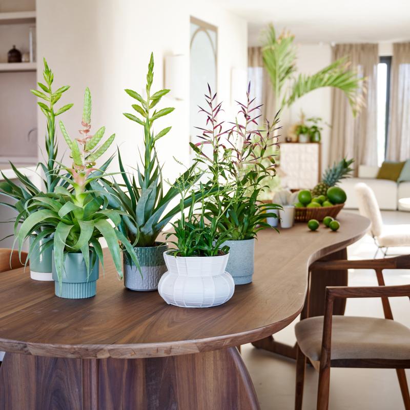 Bromelia | De Trend Collectie lente/zomer 2023 Bromelia | De Trend Collectie lente/zomer 2023