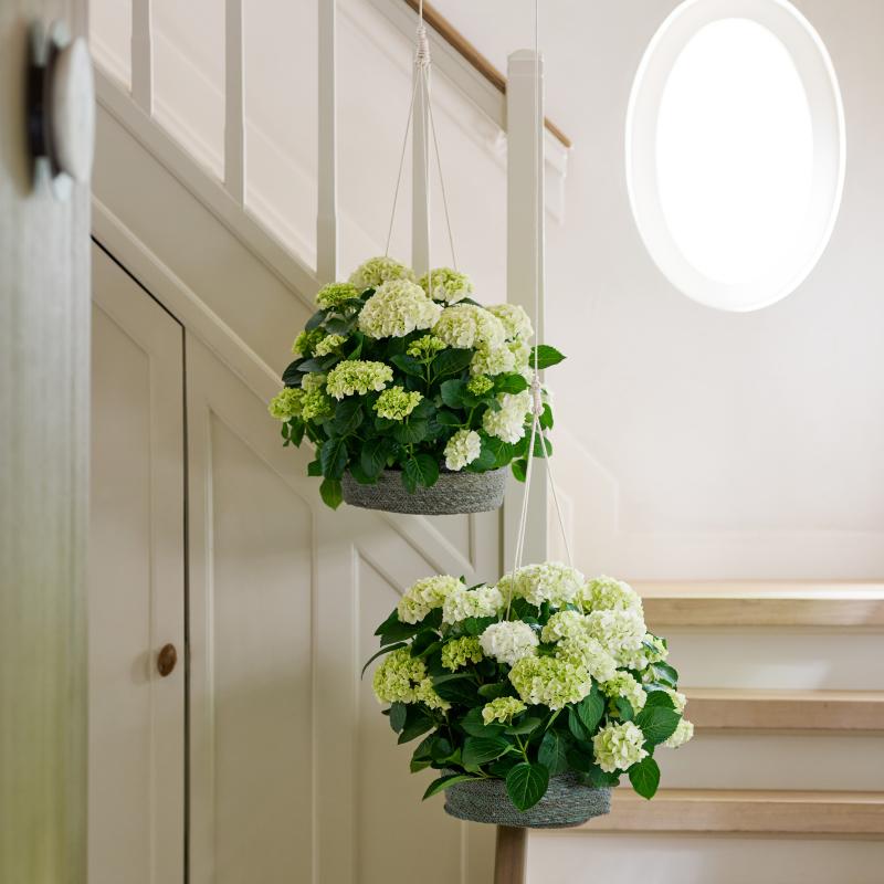 Hortensia | De Trend Collectie lente/zomer 2023 Hortensia | De Trend Collectie lente/zomer 2023