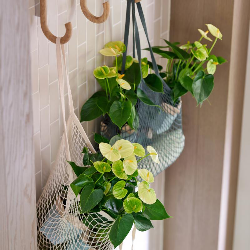 Anthurium | De Trend Collectie lente/zomer 2023 Anthurium | De Trend Collectie lente/zomer 2023