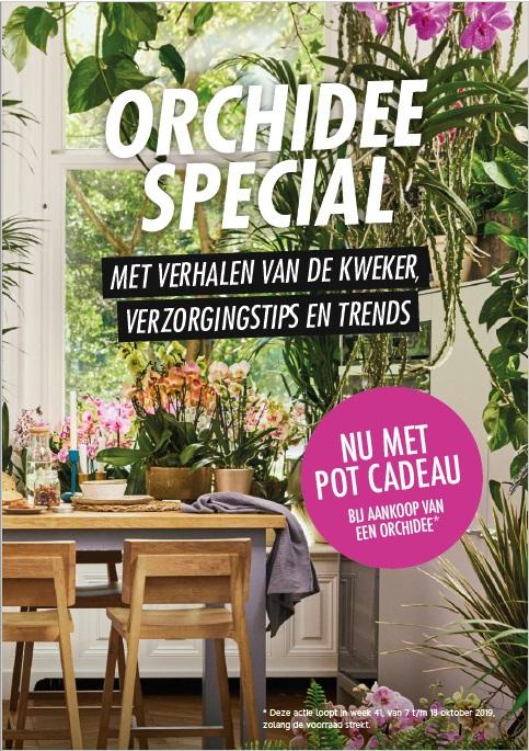 Orchidee special in Allerhande