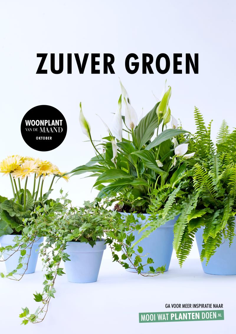 Zuiver Groen, woonplanten van de maand oktober 2017