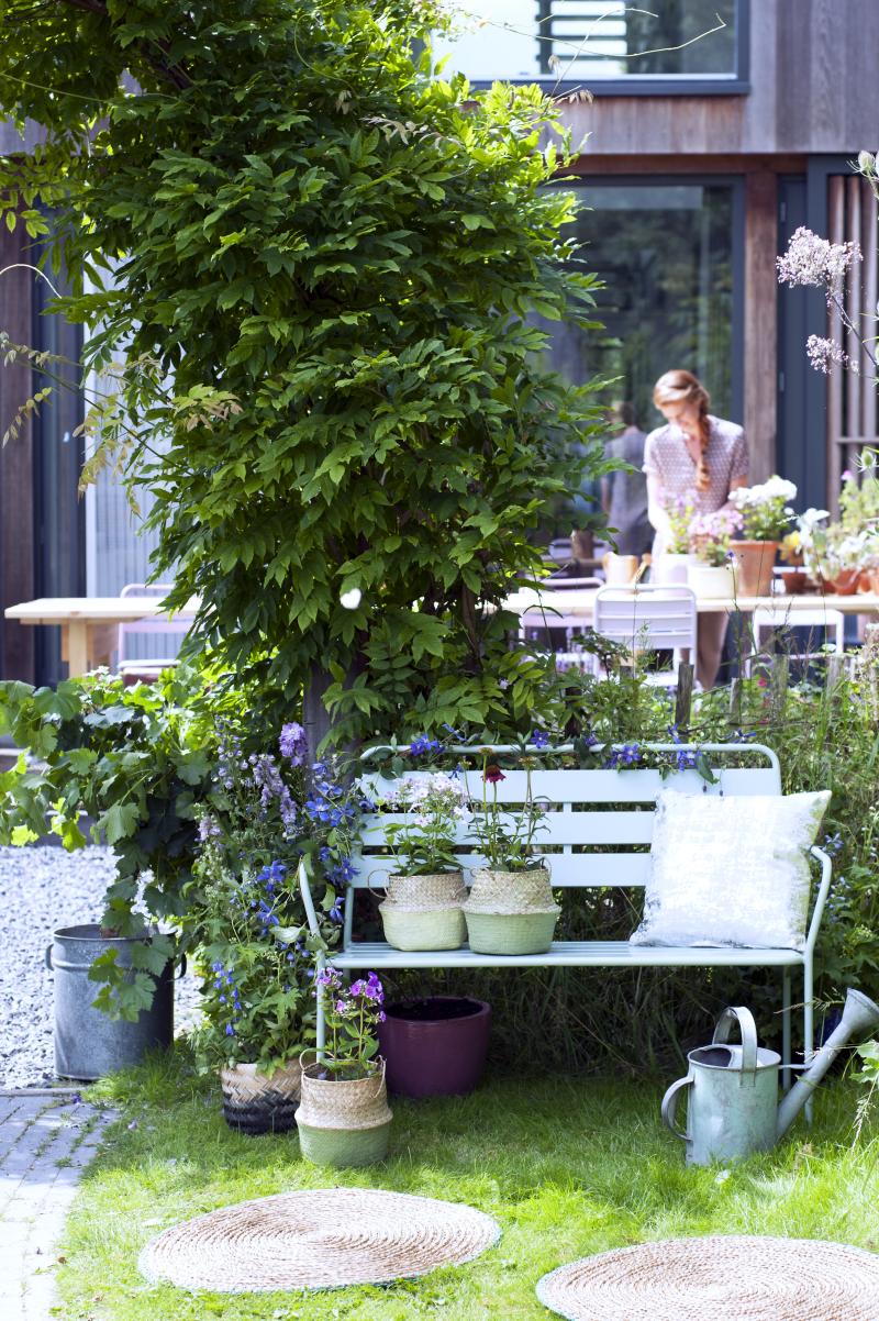 Zomerbloeiende vaste planten (Echinacaea, Phlox, Delphinium)