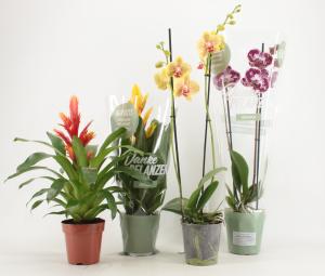 Shopper activatie bromelia en orchidee bij REWE: gratis plantconditioner 