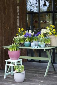 Tuinplant van de Maand februari: Bol op pot: hyacint, narcis, muscari insluiten Tuinplant van de Maand februari: Bol op pot: hyacint, narcis, muscari insluiten