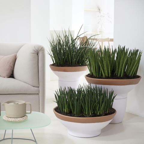 Sansevieria: the Houseplant of the Month for November