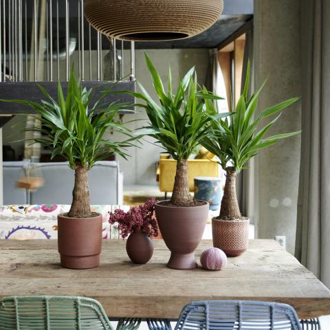 Yucca: the Houseplant of the Month for December