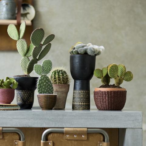 Cacti: the Houseplants of the Month for August 2020