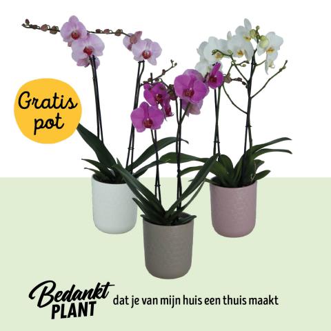 Shopper activatie orchideeën bij Jumbo