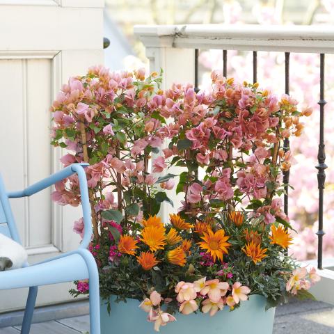 Kleurbrengers: tuinplanten van de maand april