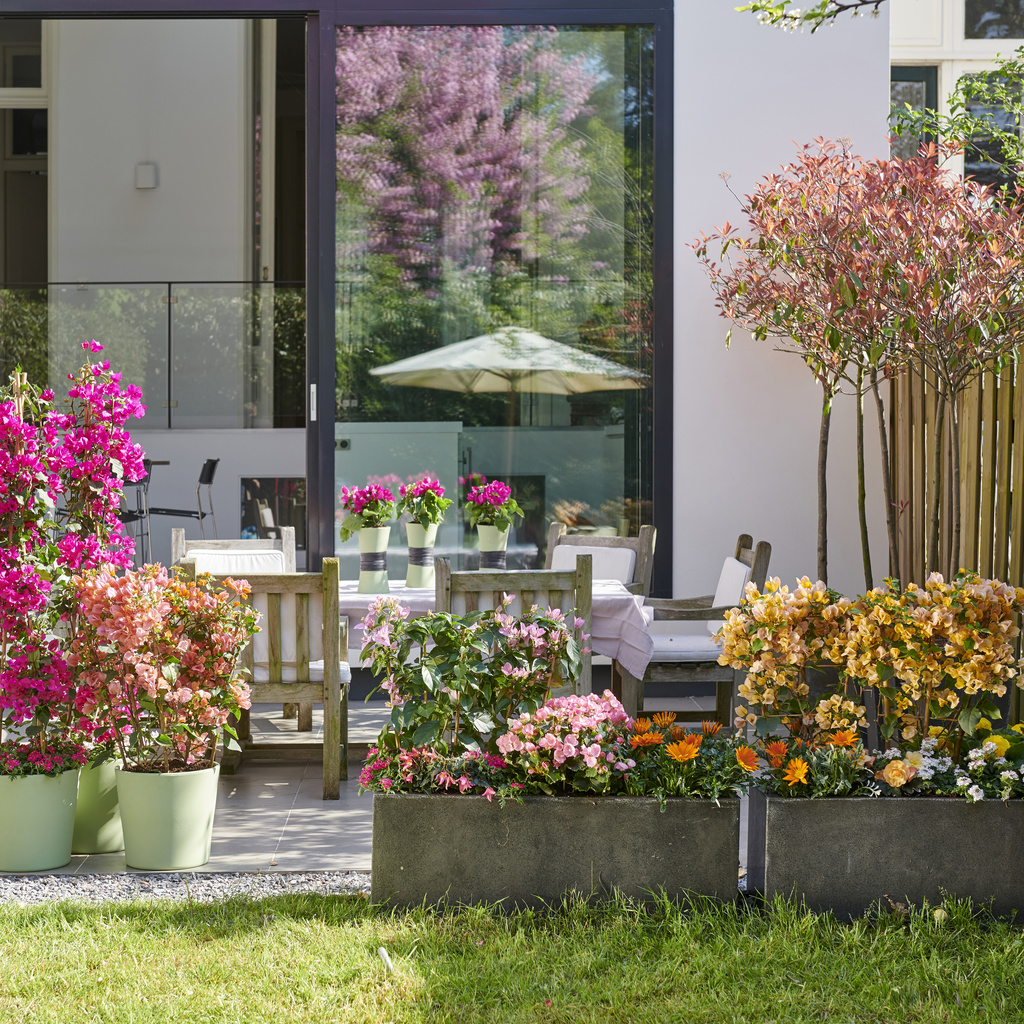 Plantes de jardin du mois, avril : Festival de couleurs