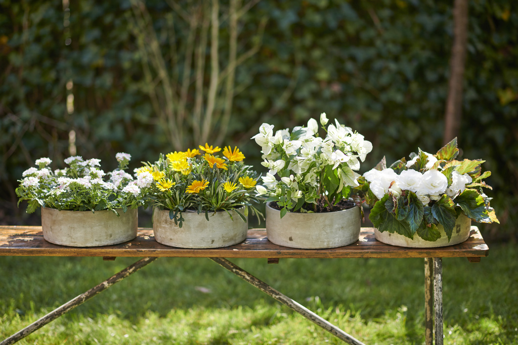 Kleurbrengers: tuinplanten van de maand april