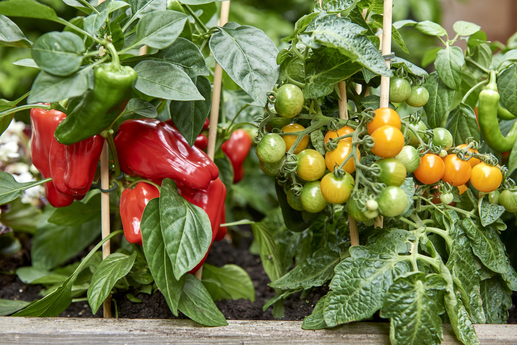 duim Kruipen krab Groenteplanten zijn Tuinplanten van mei 2018 | Bloemenbureau