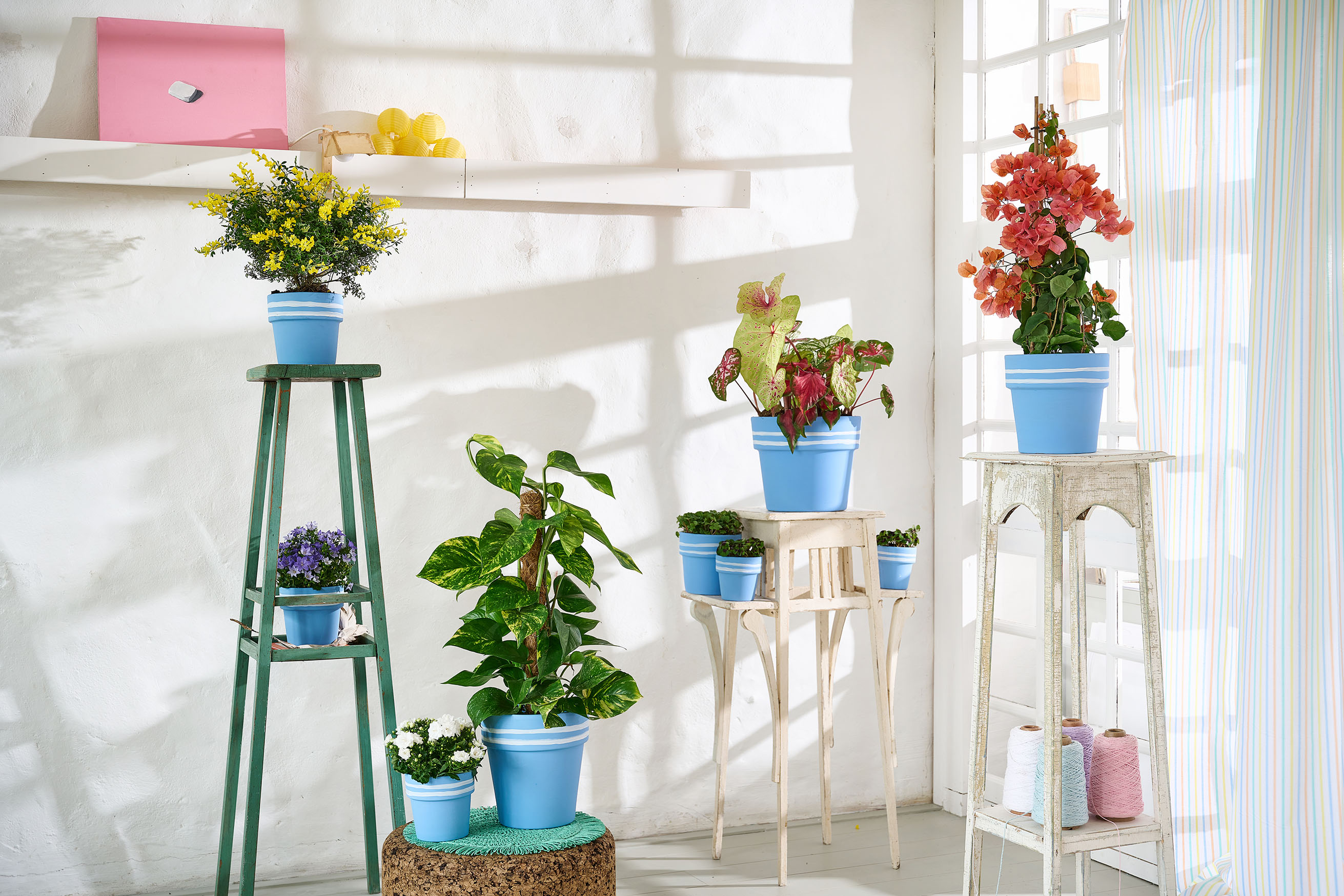 Trend Collection SS 2022 Houseplants