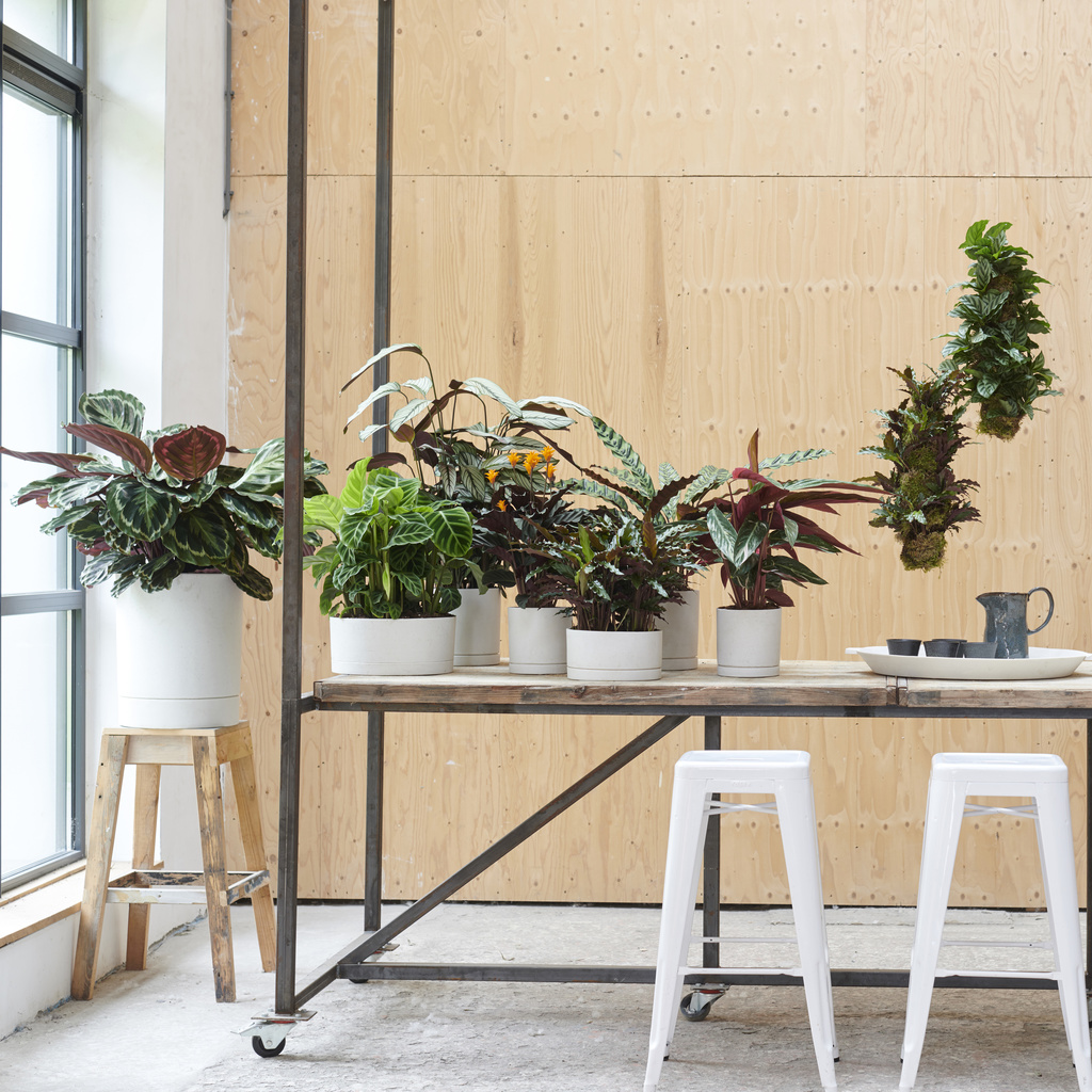 overhead Meestal Secretaris Calathea: Woonplant van de maand november | Bloemenbureau