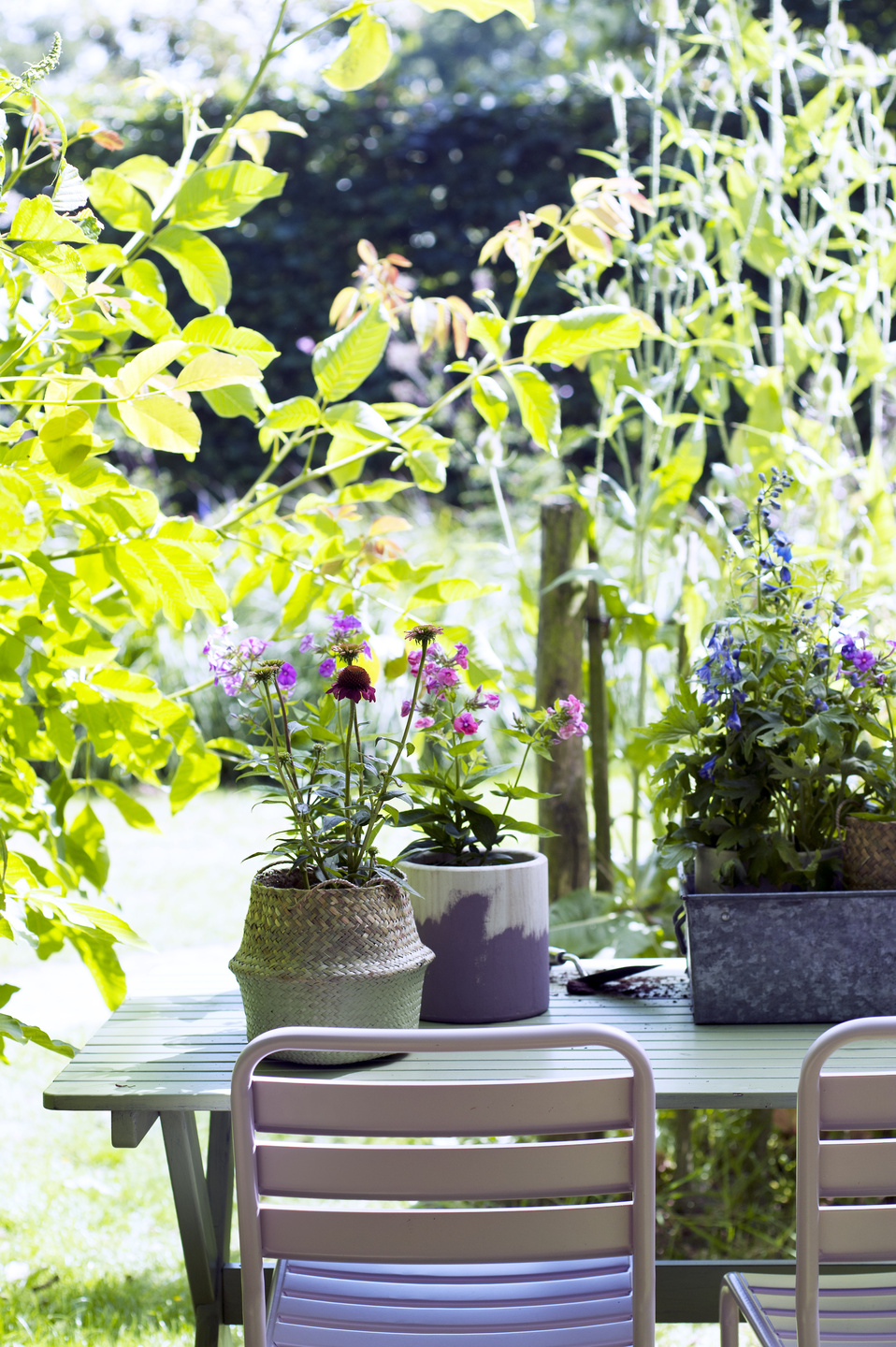 Bevatten plus kruising Tuinplant van de Maand juni: Zomerbloeiende vaste planten | Bloemenbureau